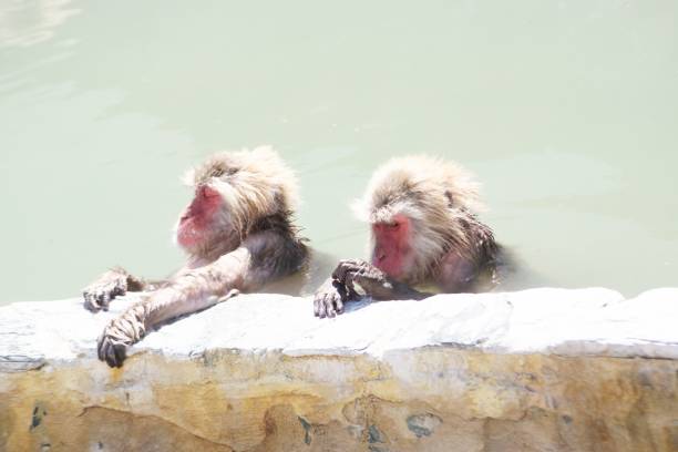istock I love warm hot springs 1203680581
