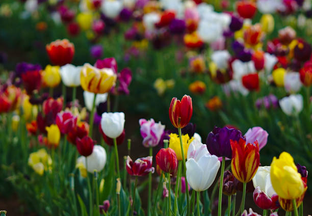 istock Colorful tulip flowers with natural background blurred 1203680637