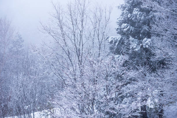 istock Snow Covered Trees,Japan winter Landscape 1203683017