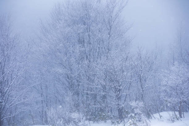 istock Snow Covered Trees,Japan winter Landscape 1203683138