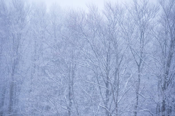 istock Snow Covered Trees,Japan winter Landscape 1203683238