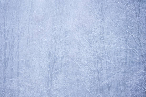 istock Snow Covered Trees,Japan winter Landscape 1203683244