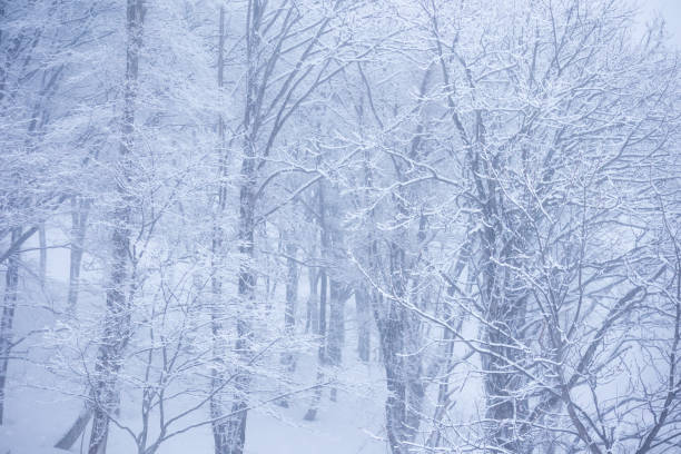 istock Snow Covered Trees,Japan winter Landscape 1203683254