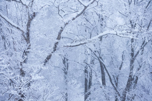 istock Snow Covered Trees,Japan winter Landscape 1203683349