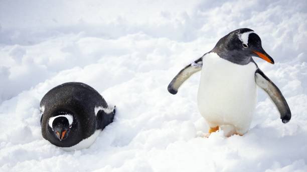 istock Popular Otaru penguin 1203683408