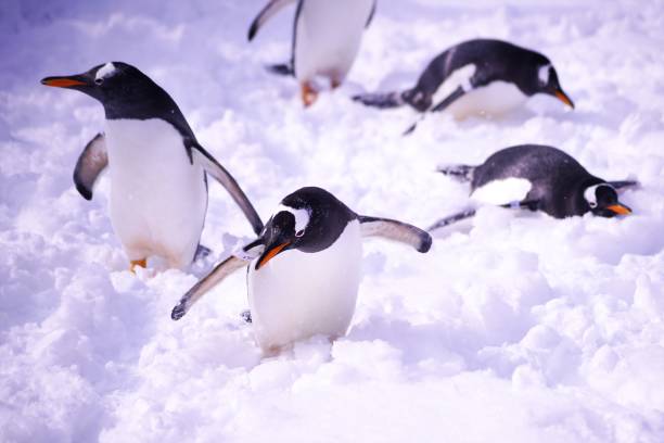 istock Popular Otaru penguin 1203683433