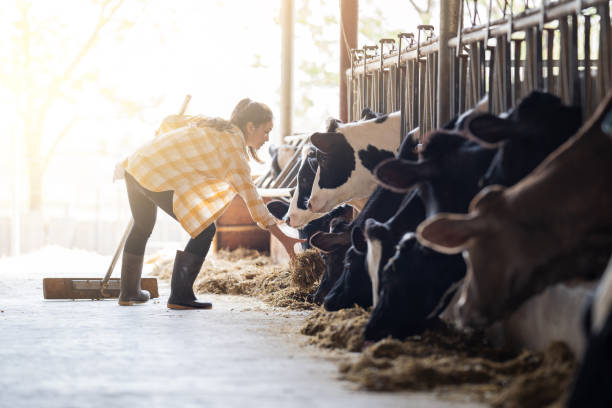 farmer woman is feeding the cows. cow eating grass - cattle shed cow animal imagens e fotografias de stock
