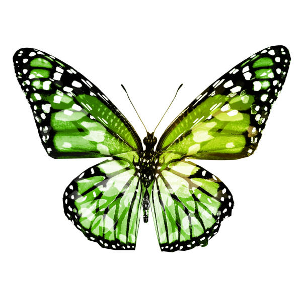 istock Color butterfly , isolated on white background 1203685246