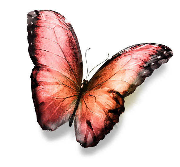 istock Color butterfly , isolated on white background 1203685276