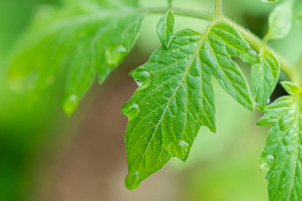 istock Dew drops on the foliage of tomatoes. Close-up. 1203685293