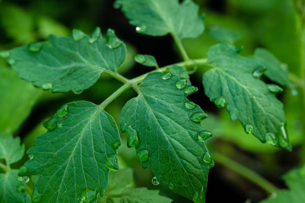 istock Dew drops on the foliage of tomatoes. Close-up. 1203685334