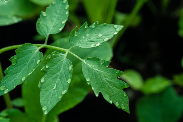 istock Dew drops on the foliage of tomatoes. Close-up. 1203685510