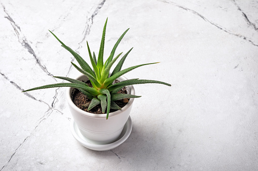 Small green houseplant in flower pot on white marble background with copy space