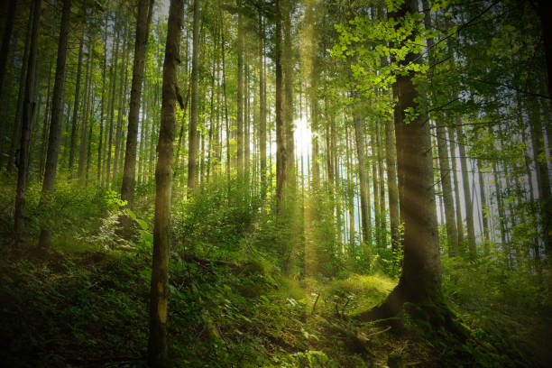 混ざった森の中を朝散歩。 - tree tree trunk forest glade ストックフォトと画像