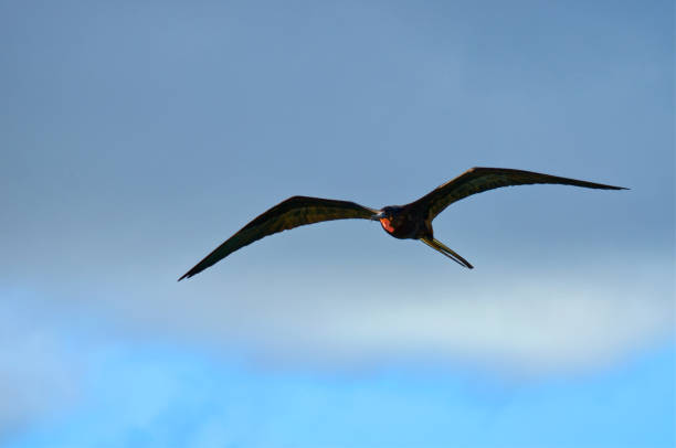 istock Magnificent Frigatebird (Fregata magnificens), Antigua, West Indies 1203687802