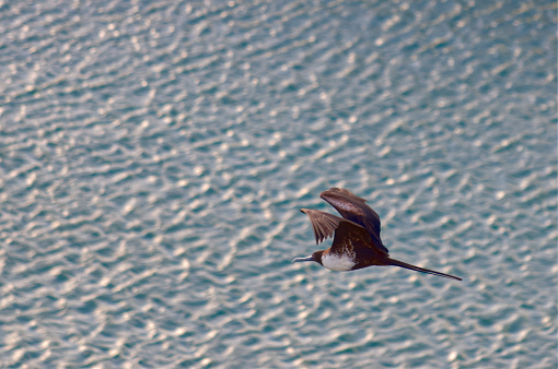 A Magnificent Frigatebird (Fregata magnificens) soars over Saint John's harbour in Antigua, West Indies