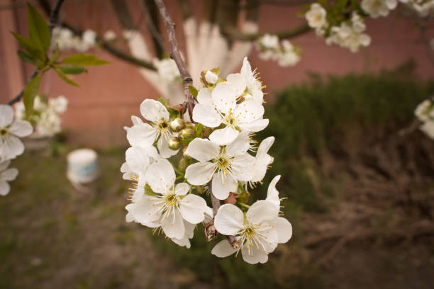 Flowering cherry.  The concept of spring. Blossoming garden. Selective focus