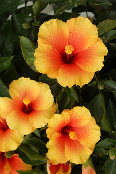 istock Chinese Hibiscus / Hibiscus Rosa-sinensis 1203688977