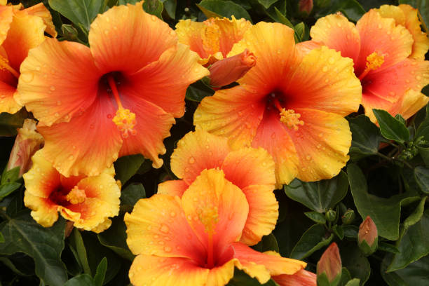 istock Chinese Hibiscus / Hibiscus Rosa-sinensis 1203689008
