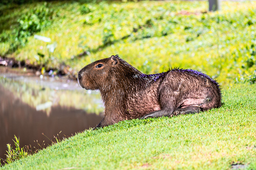 Capybara (Hydrochoerus hydrochaeris), Lake Ernani José Machado - Lucas do Rio Verde, Mato Grosso, MT, Brazil