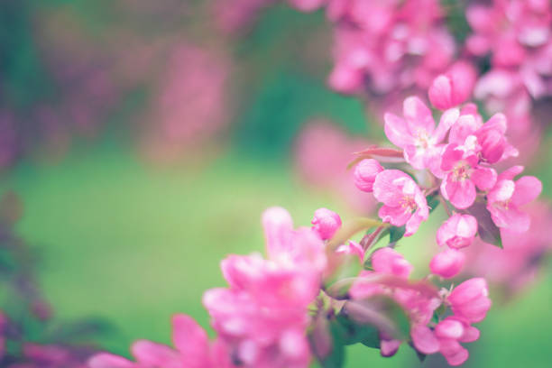 istock Branches with pink flowers on blurred green background 1203690846