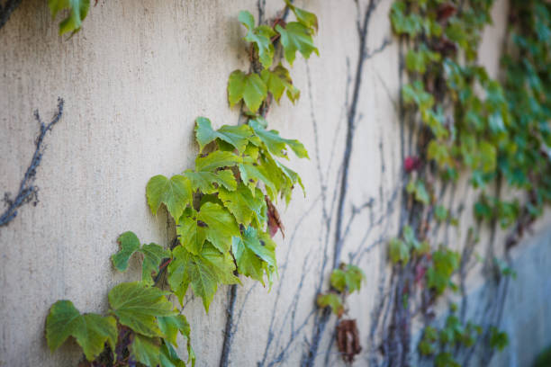 istock Texture of a vine on a light stone wall. 1203690870