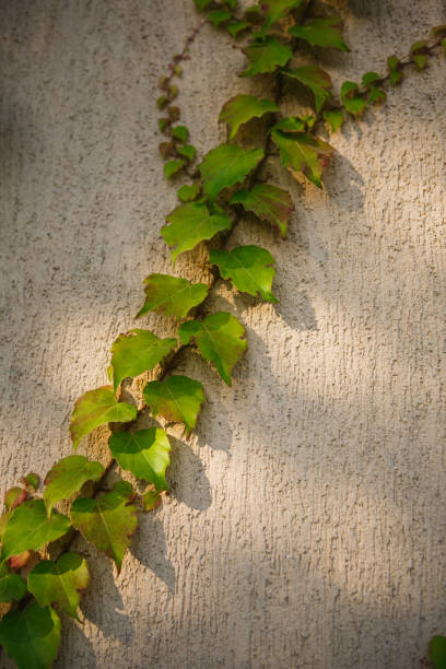 istock Texture of a vine on a light stone wall. 1203690886