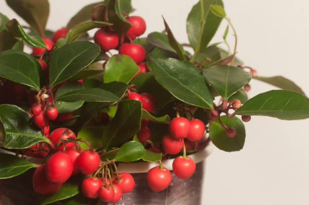 gaultheria procumbens bayas de cerca - wintergreen fotografías e imágenes de stock