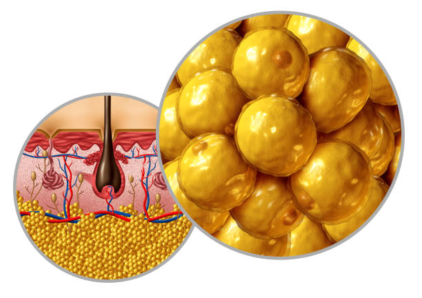 Fat anatomy diagram adipocyte or lipocyte concept with a cross section of the human body surface organ as a health care and medical symbol of anatomical function with 3D illustration elements.