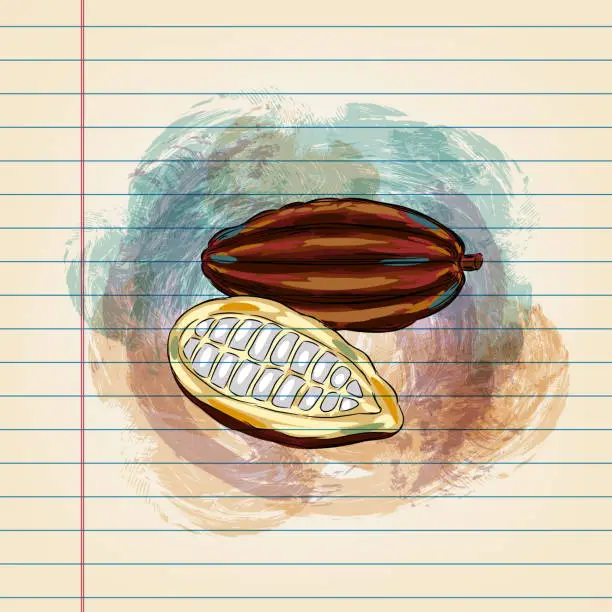 Vector illustration of Cocoa bean Drawing on Ruled Paper