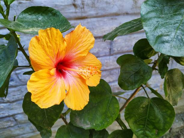 istock Hibiscus yellow flower 1203693913