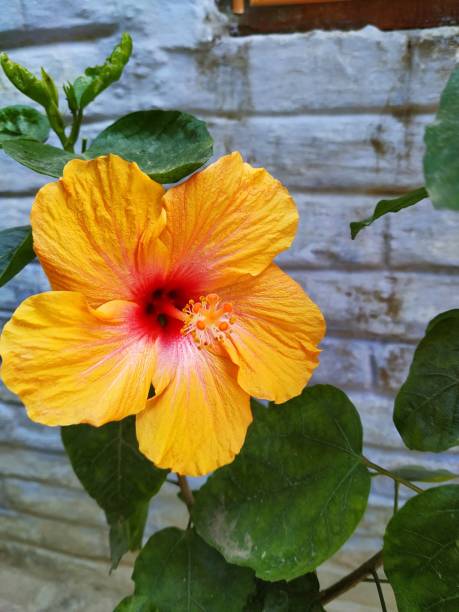 istock Hibiscus yellow flower 1203693948