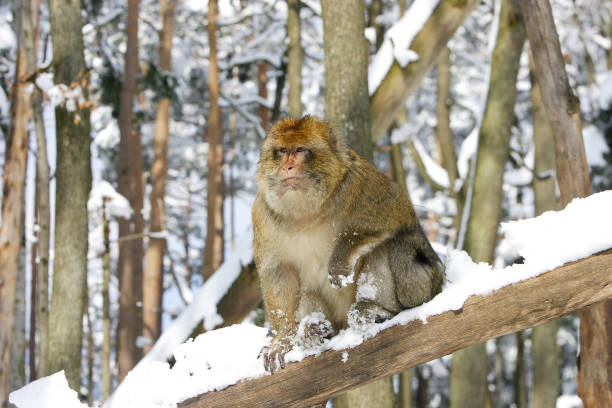 Barbary Macaque Barbary Macaque in winter with snow barbary macaque stock pictures, royalty-free photos & images