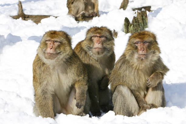 Barbary Macaque Barbary Macaque in winter with snow barbary macaque stock pictures, royalty-free photos & images