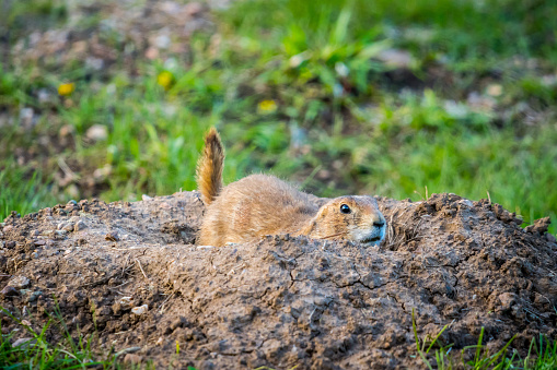 Little herbivorous burrowing rodents in the grassland of the preserve park