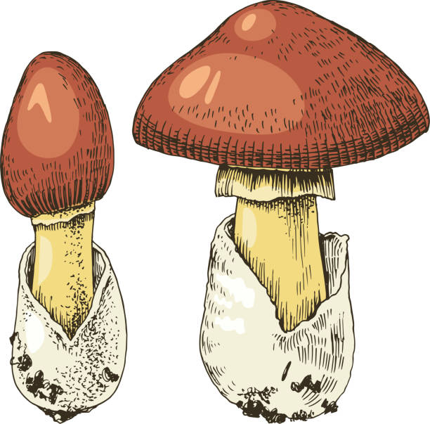 Hand drawn amanita caesarea mushroom Hand drawn colorful amanita caesarea mushroom. vector illustration amanita caesarea stock illustrations