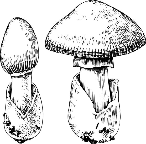 Hand drawn amanita caesarea mushroom Hand drawn amanita caesarea mushroom. vector illustration amanita caesarea stock illustrations