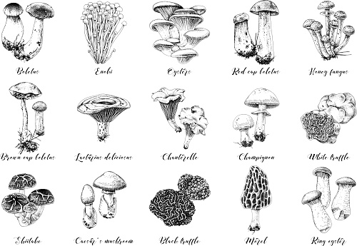 Hand drawn mushrooms collection. 15 types of edible mushrooms. Vector illustration