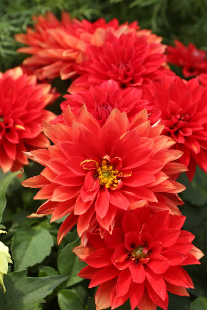 istock Garden Dahlia / Dahlia Pinnata 1203696122