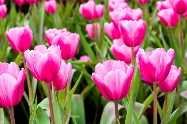 istock Beautiful tulips flower in the garden 1203696558
