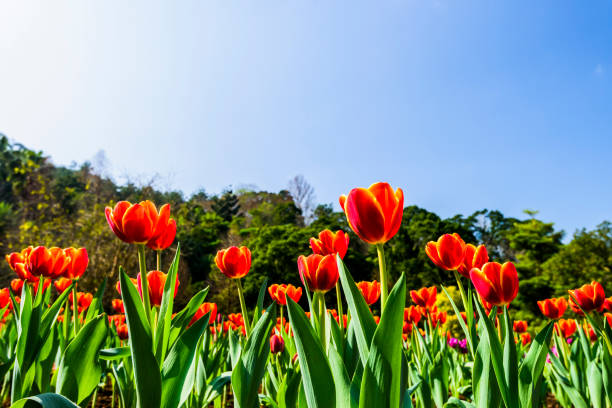 istock Beautiful tulips flower with the blue sky background 1203696565