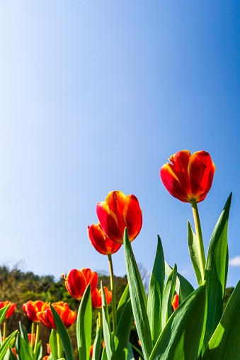 Beautiful tulips flower with the blue sky background