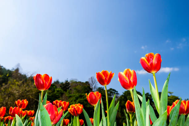 istock Beautiful tulips flower with the blue sky background 1203696652