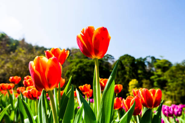 istock Beautiful tulips flower with the blue sky background 1203696672