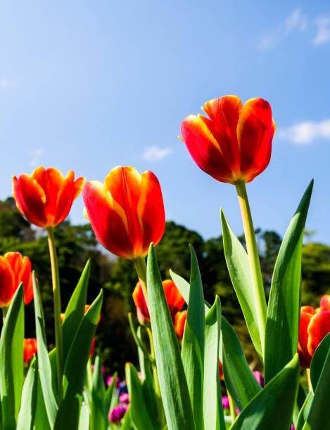 istock Beautiful tulips flower with the blue sky background 1203696681