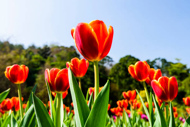 istock Beautiful tulips flower with the blue sky background 1203696683