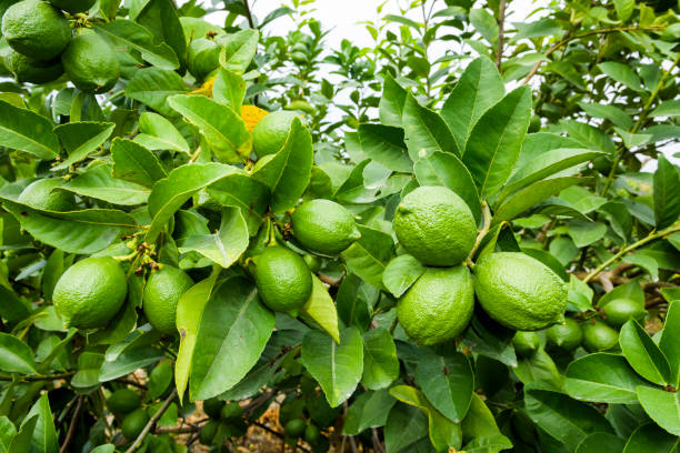 istock close-up of green lemon fruit on a lemon tree 1203697206