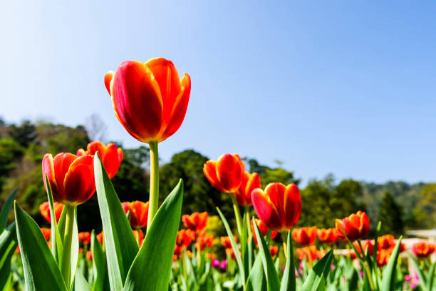 istock Beautiful tulips flower with the blue sky background 1203697266
