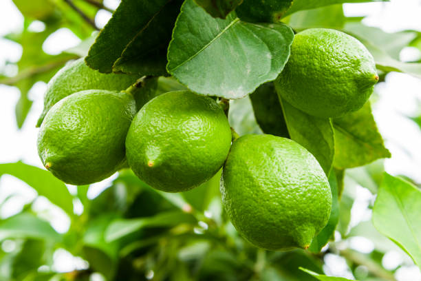 istock close-up of green lemon fruit on a lemon tree 1203697320