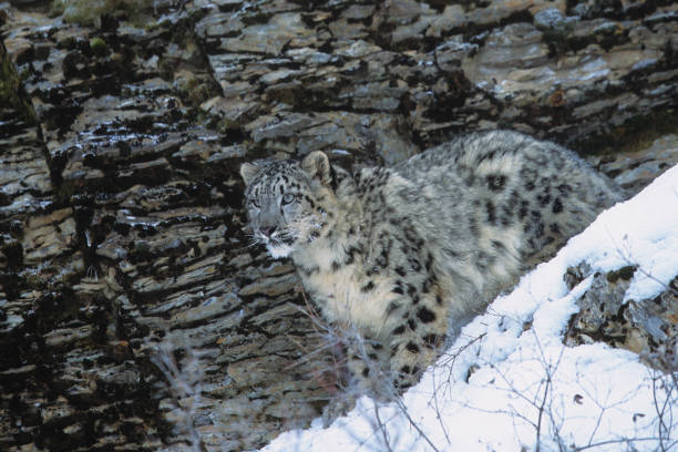 ユキヒョウ - snow leopard leopard animal snow ストックフォトと画像